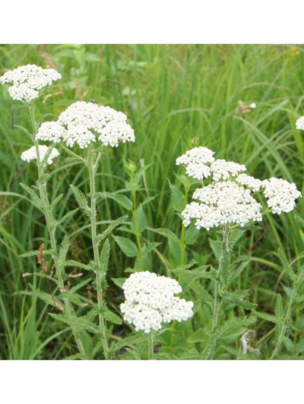 Seeds: Common Yarrow